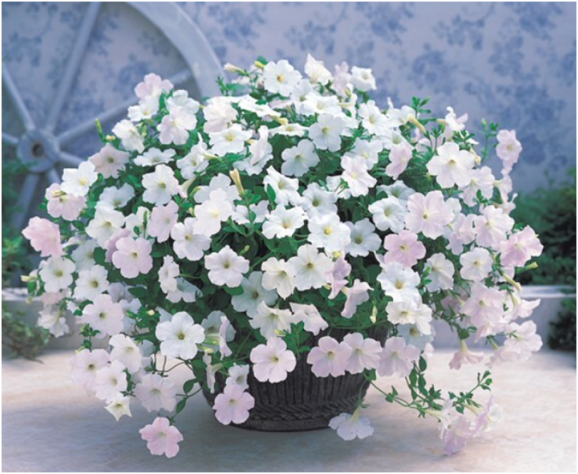 Снимок экрана 2026-06-02 085910